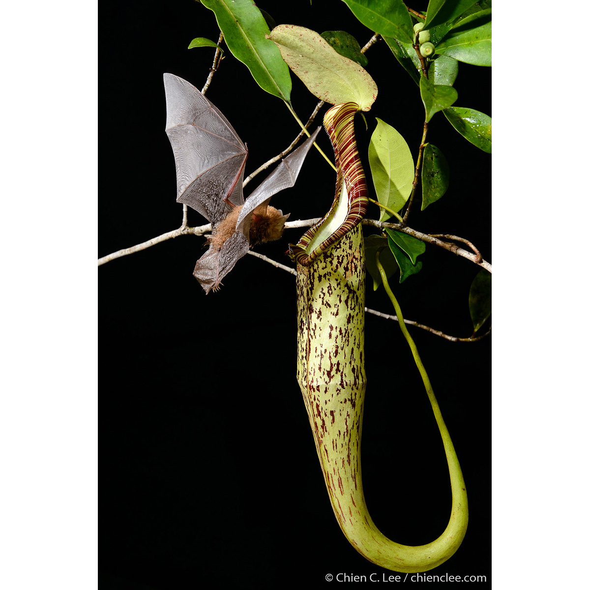 Украшенный гладконос Хардвика (Kerivoula hardwickii) Фото №7