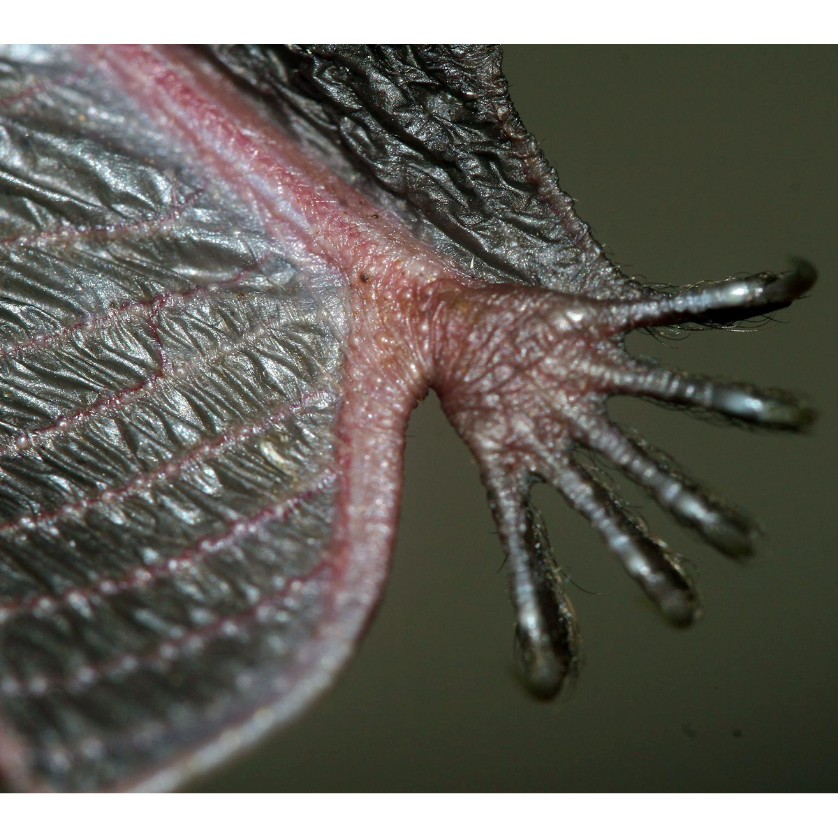 Качинский воронкоухий гладконос (Kerivoula kachinensis) Фото №5