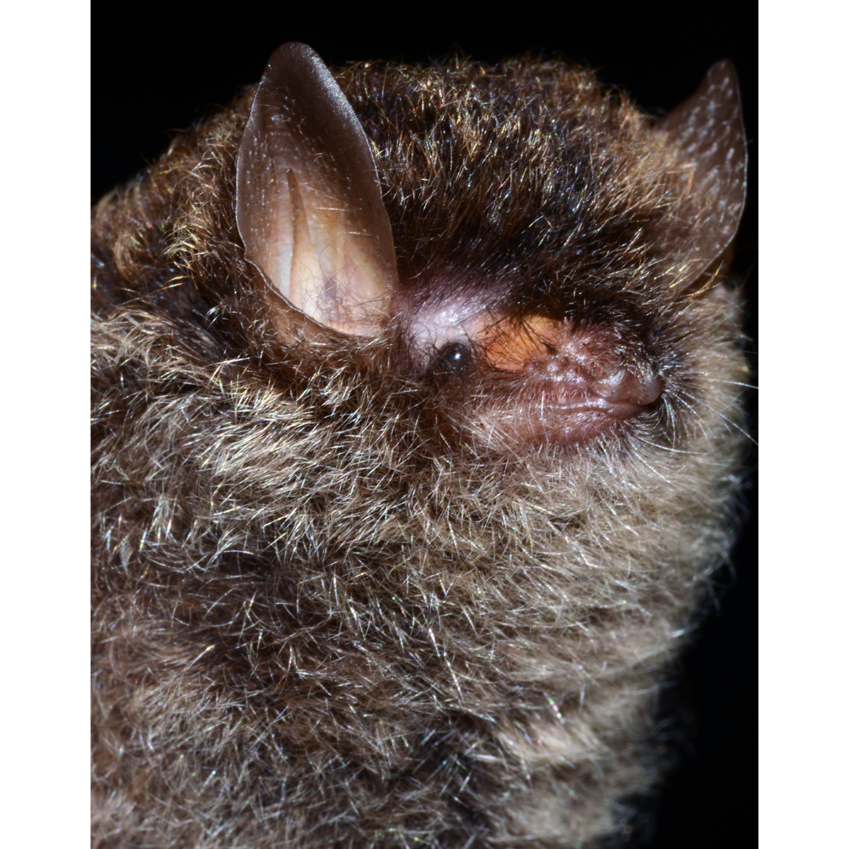 Krau Woolly Bat (Kerivoula krauensis) Фото №1