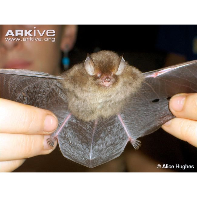 Lenis Woolly Bat (Kerivoula lenis) Фото №2