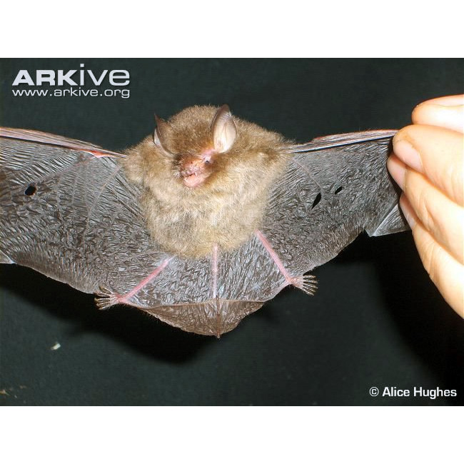 Lenis Woolly Bat (Kerivoula lenis) Фото №3
