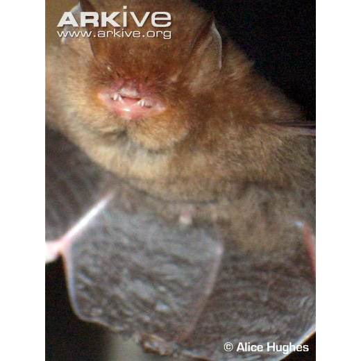 Lenis Woolly Bat (Kerivoula lenis) Фото №4