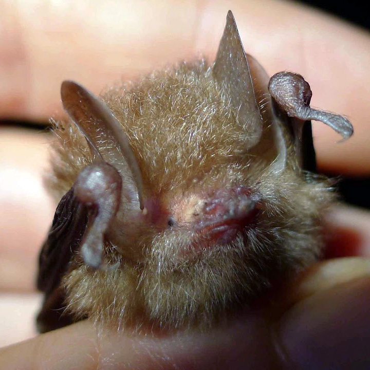 Lenis Woolly Bat (Kerivoula lenis) Фото №5