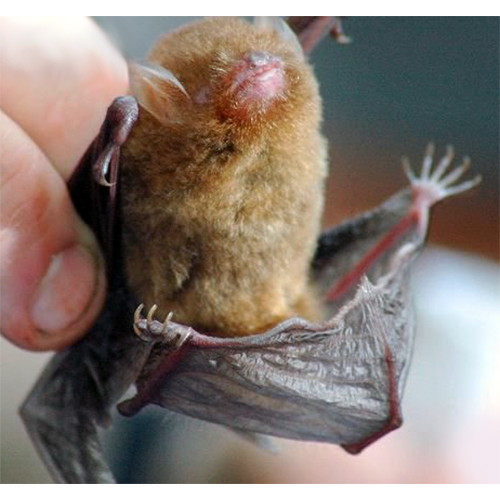 Lenis Woolly Bat (Kerivoula lenis) Фото №1