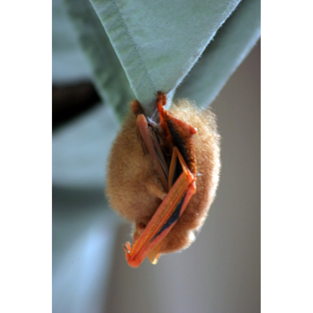 Украшенный гладконос (Kerivoula picta) Фото №3