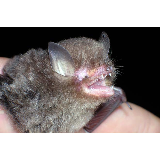 Titania's Woolly Bat (Kerivoula titania) Фото №2