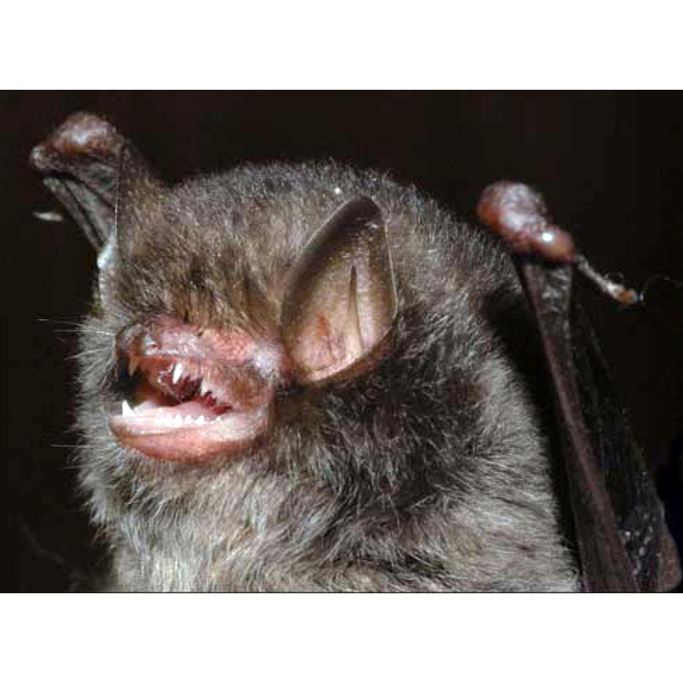 Titania's Woolly Bat (Kerivoula titania) Фото №3