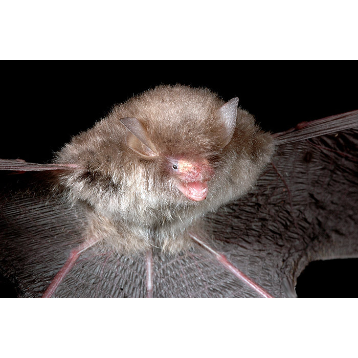 Titania's Woolly Bat (Kerivoula titania) Фото №1