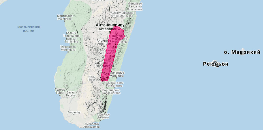 Мадагаскарский кожан (Laephotis matroka) Ареал обитания на карте
