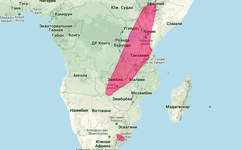 Кожан Уинтона (Laephotis wintoni) Ареал обитания на карте