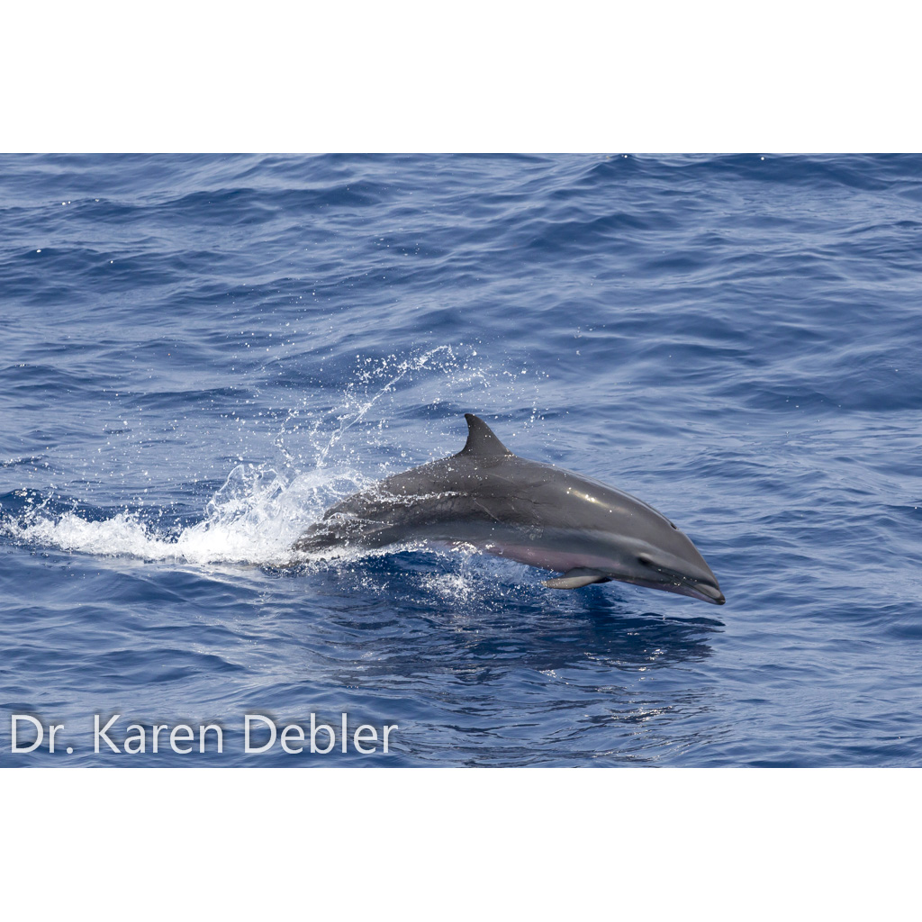 Малайзийский дельфин (Lagenodelphis hosei) Фото №3