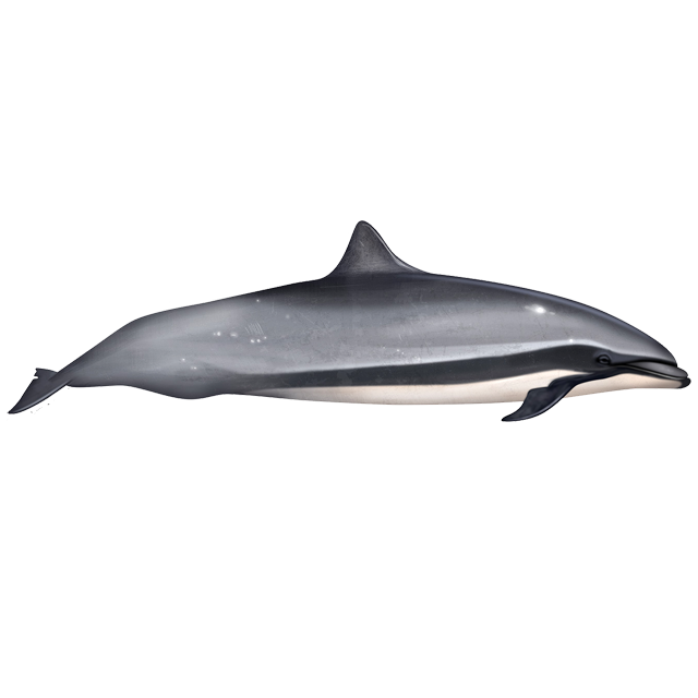 Малайзийский дельфин (Lagenodelphis hosei) Фото №1
