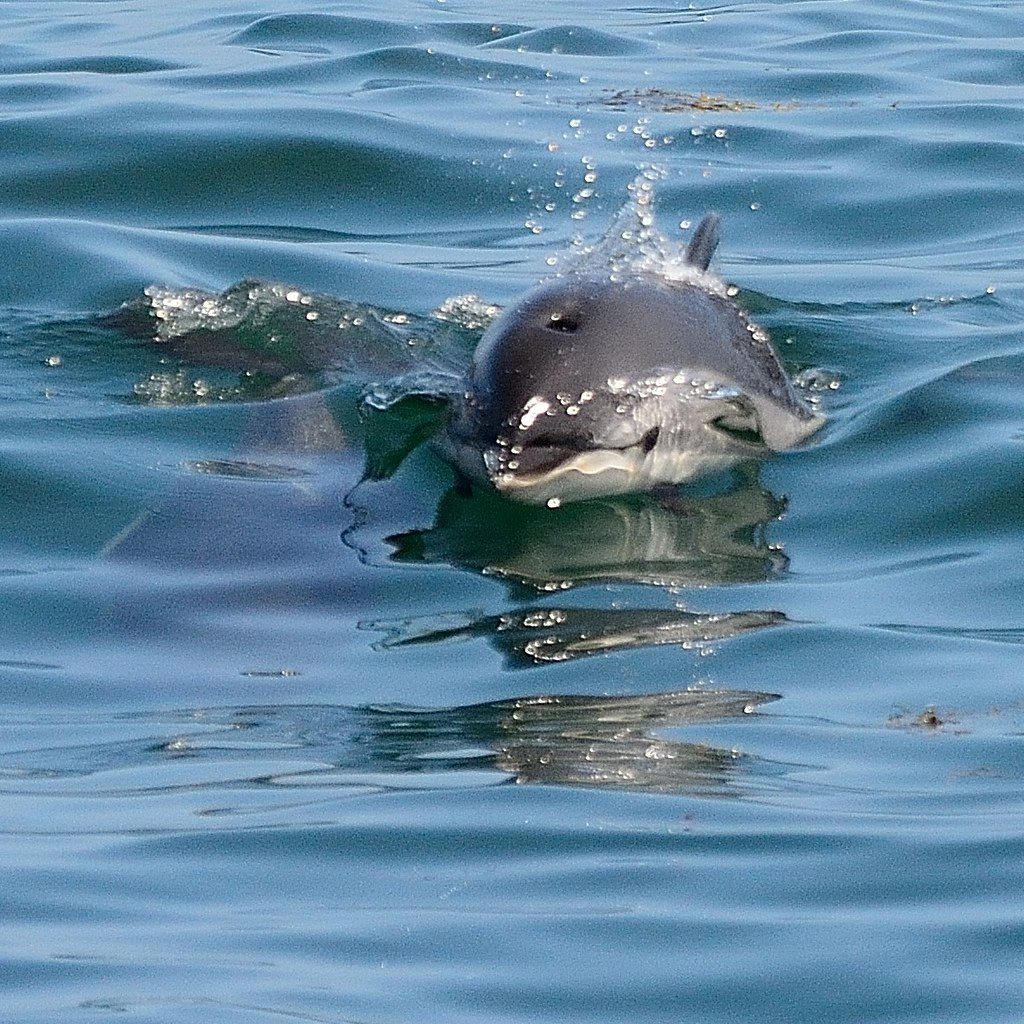 Атлантический белобокий дельфин (Lagenorhynchus acutus) Фото №10