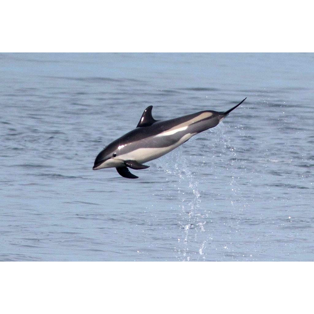 Атлантический белобокий дельфин (Lagenorhynchus acutus) Фото №2