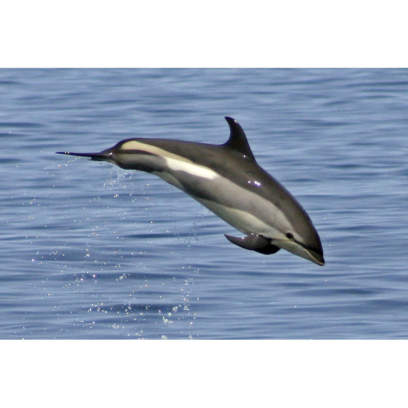 Атлантический белобокий дельфин (Lagenorhynchus acutus) Фото №3