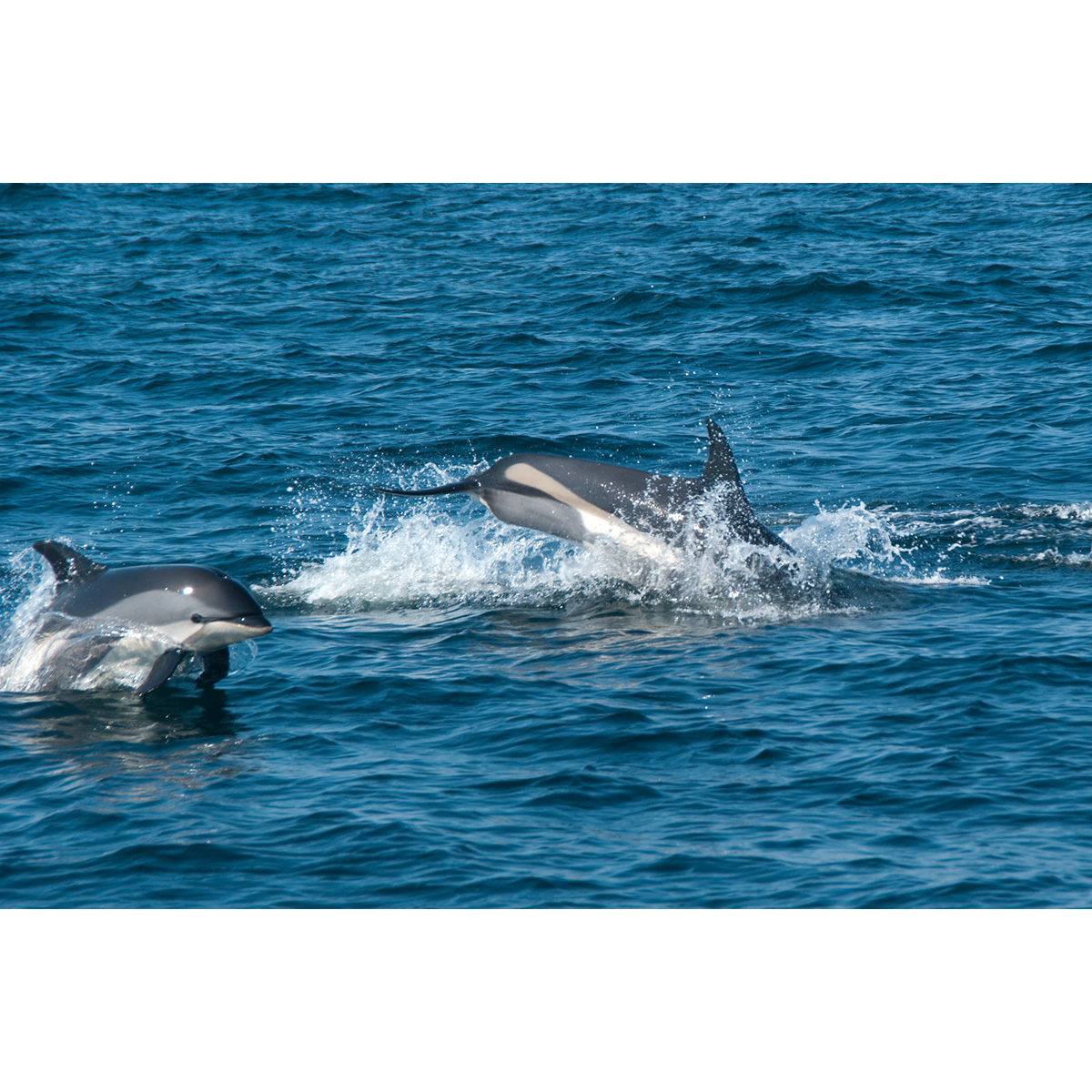 Атлантический белобокий дельфин (Lagenorhynchus acutus) Фото №5