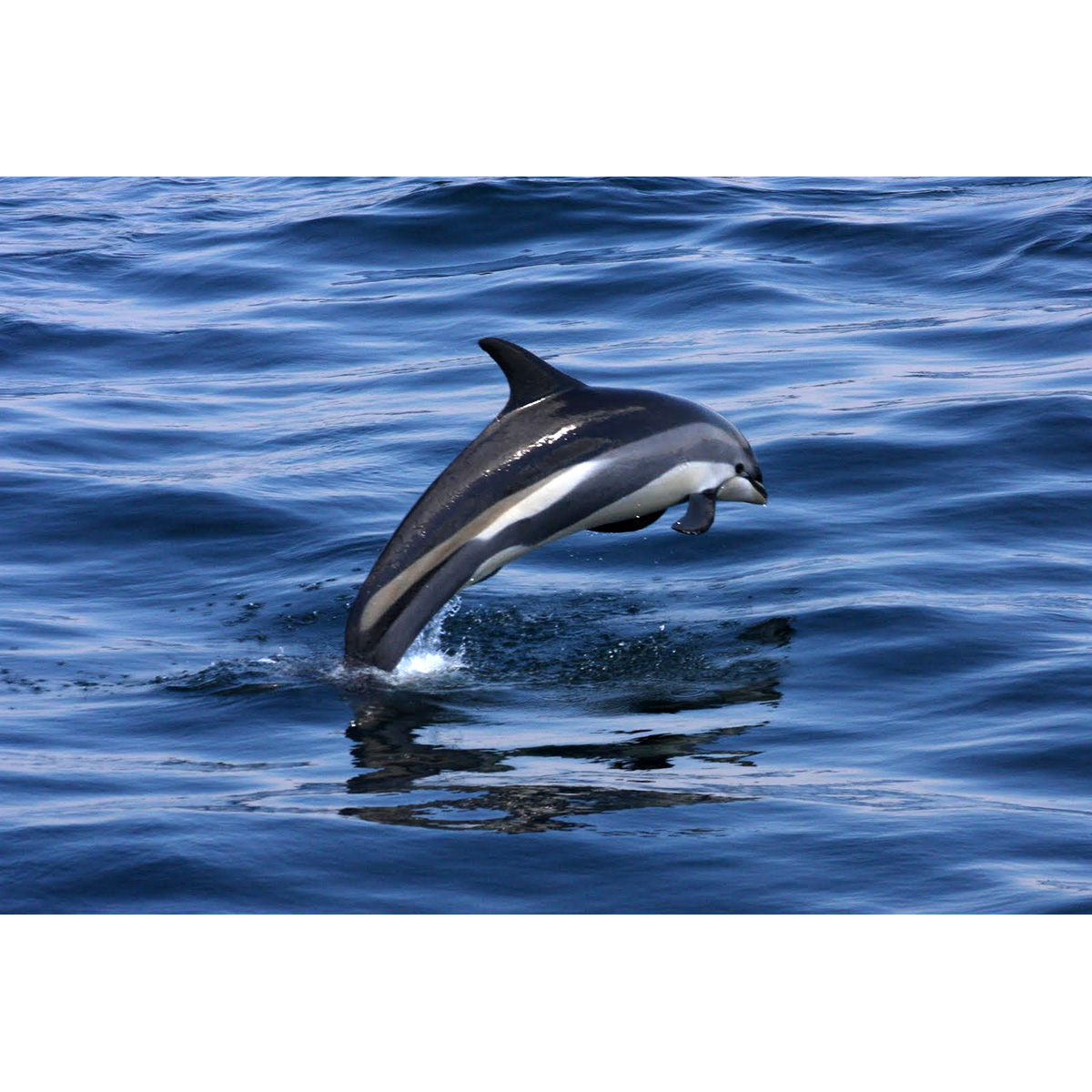 Атлантический белобокий дельфин (Lagenorhynchus acutus) Фото №6