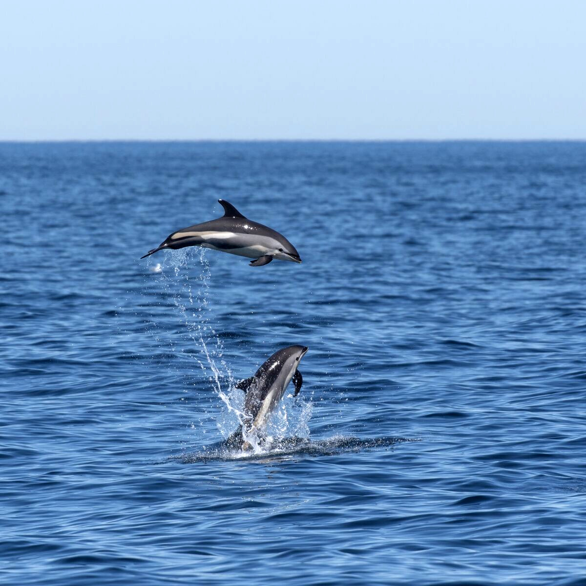 Атлантический белобокий дельфин (Lagenorhynchus acutus) Фото №7