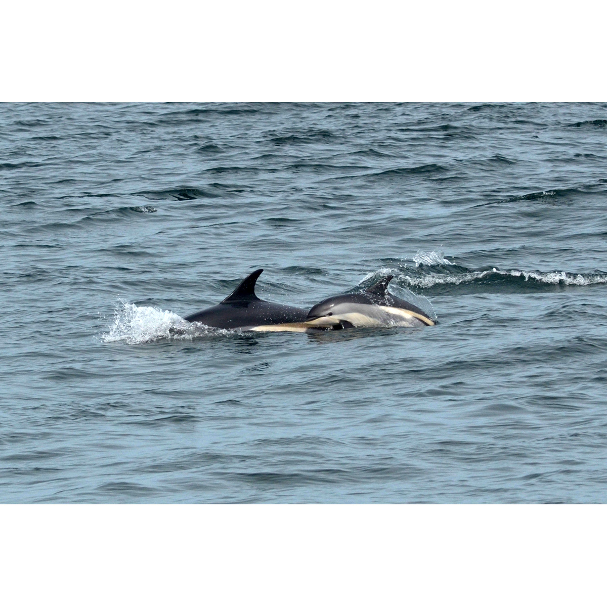 Атлантический белобокий дельфин (Lagenorhynchus acutus) Фото №8