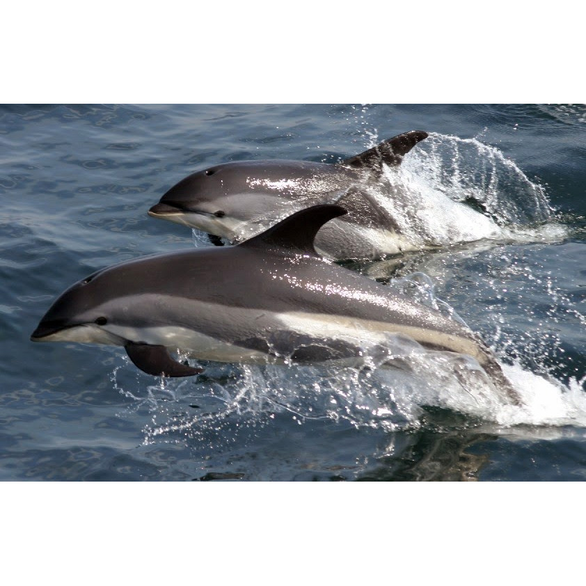 Атлантический белобокий дельфин (Lagenorhynchus acutus) Фото №9
