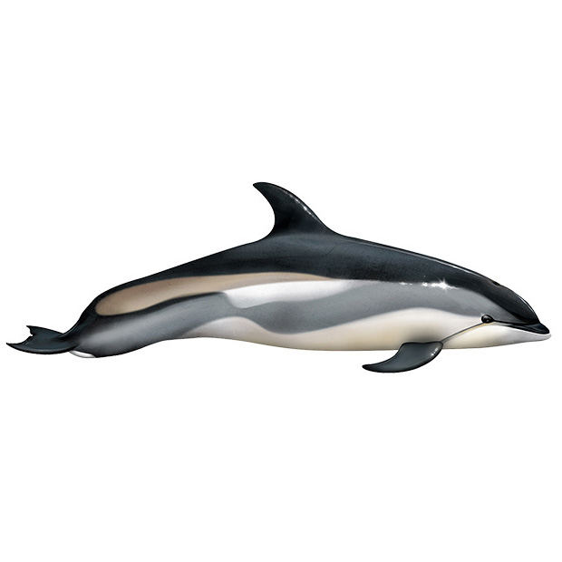 Атлантический белобокий дельфин (Lagenorhynchus acutus) Фото №1
