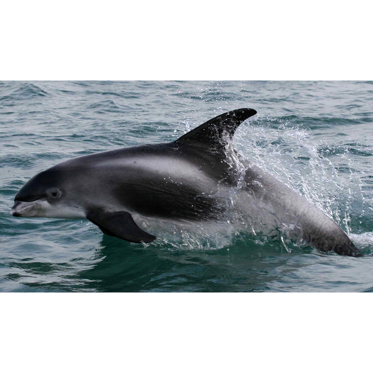 Беломордый дельфин (Lagenorhynchus albirostris) Фото №10