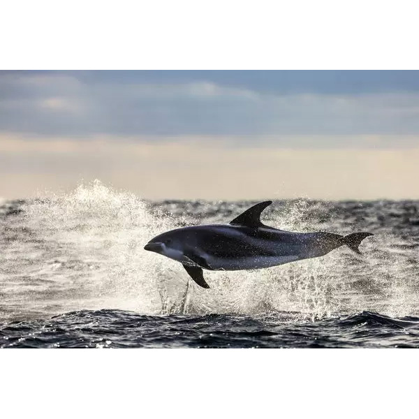 Беломордый дельфин (Lagenorhynchus albirostris) Фото №2
