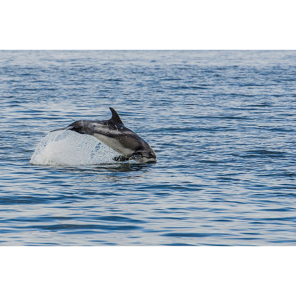 Беломордый дельфин (Lagenorhynchus albirostris) Фото №3