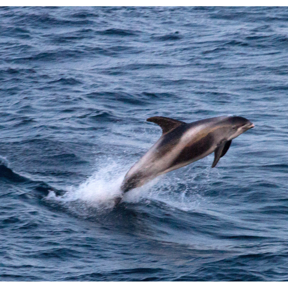 Беломордый дельфин (Lagenorhynchus albirostris) Фото №4