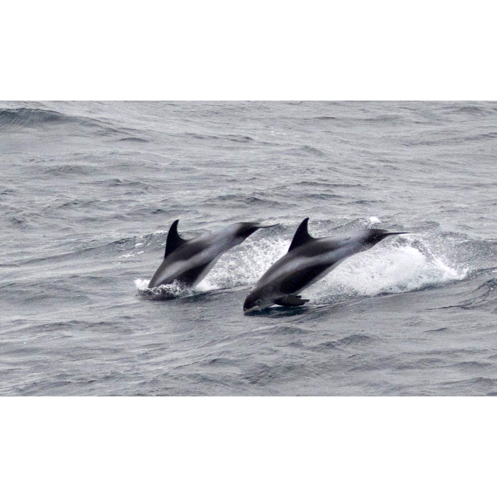 Беломордый дельфин (Lagenorhynchus albirostris) Фото №5