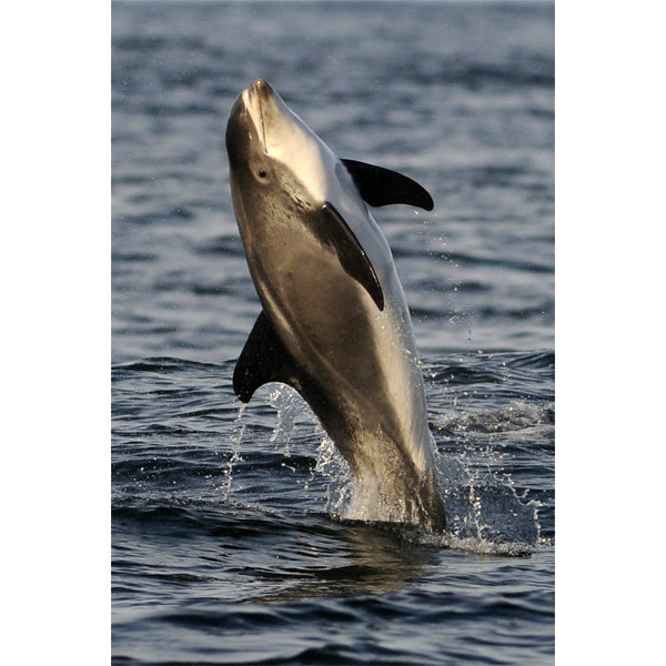 Беломордый дельфин (Lagenorhynchus albirostris) Фото №6