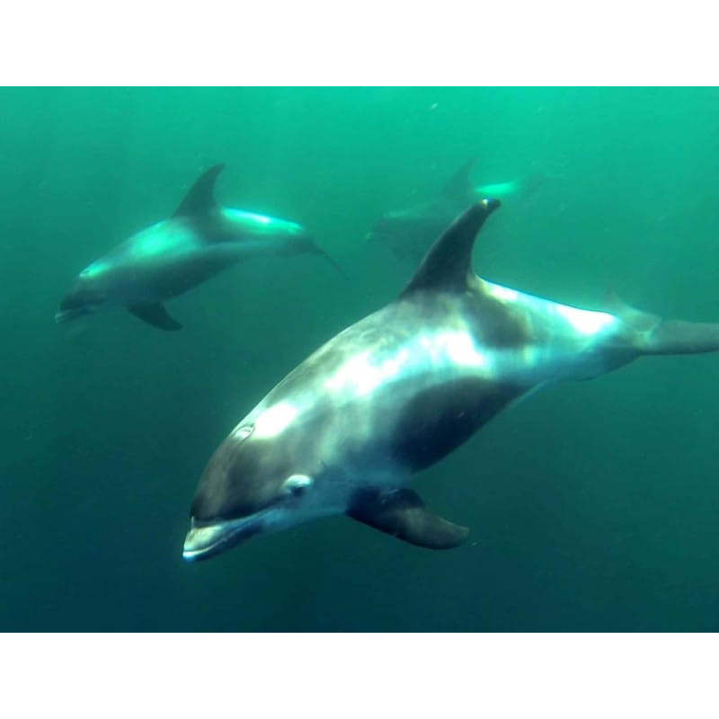 Беломордый дельфин (Lagenorhynchus albirostris) Фото №7