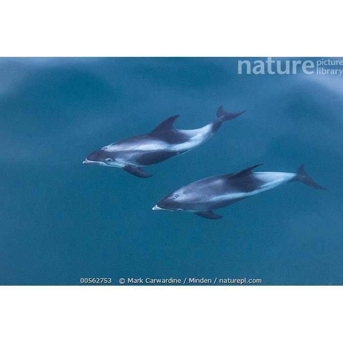 Беломордый дельфин (Lagenorhynchus albirostris) Фото №8
