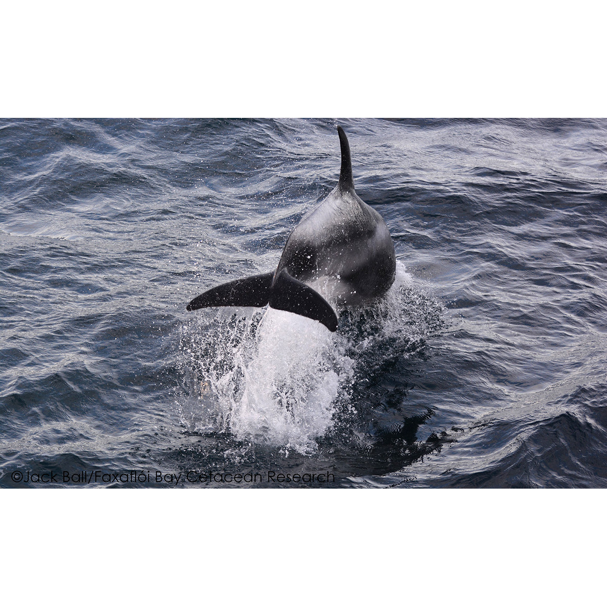 Беломордый дельфин (Lagenorhynchus albirostris) Фото №9