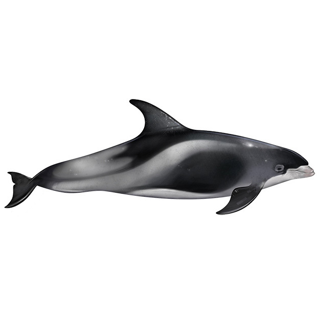 Беломордый дельфин (Lagenorhynchus albirostris) Фото №1