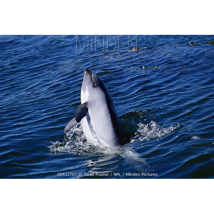 Южный белобокий дельфин (Lagenorhynchus australis) Фото №10