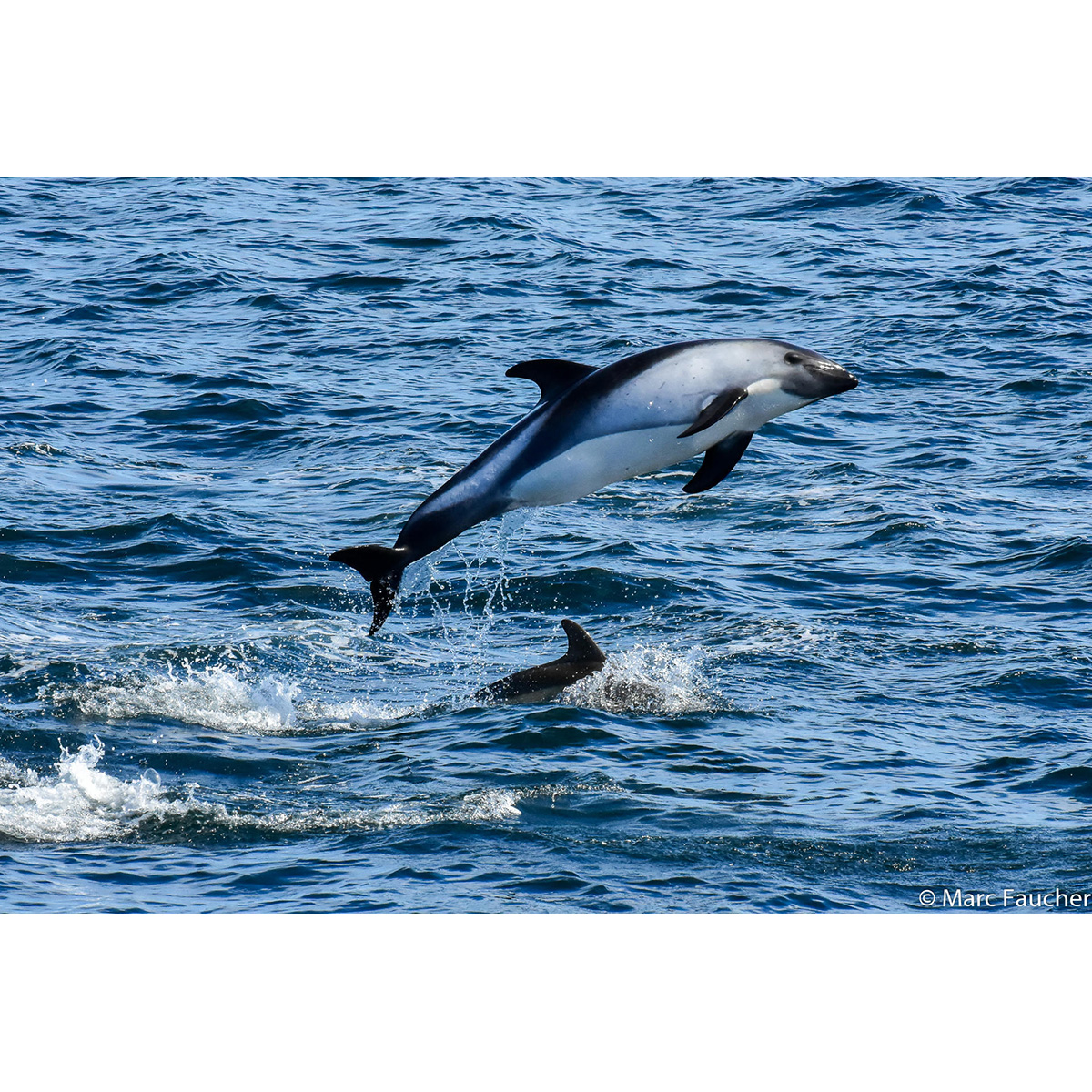 Южный белобокий дельфин (Lagenorhynchus australis) Фото №3
