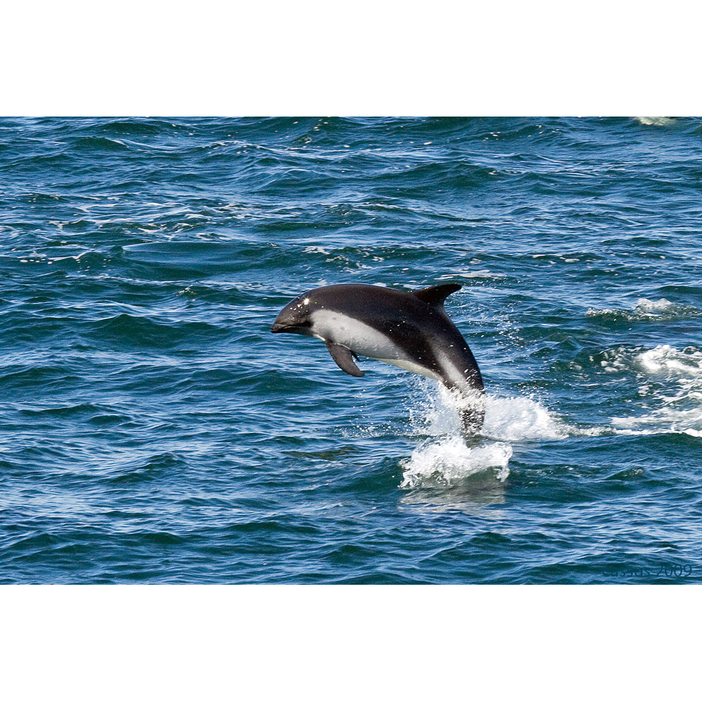 Южный белобокий дельфин (Lagenorhynchus australis) Фото №4