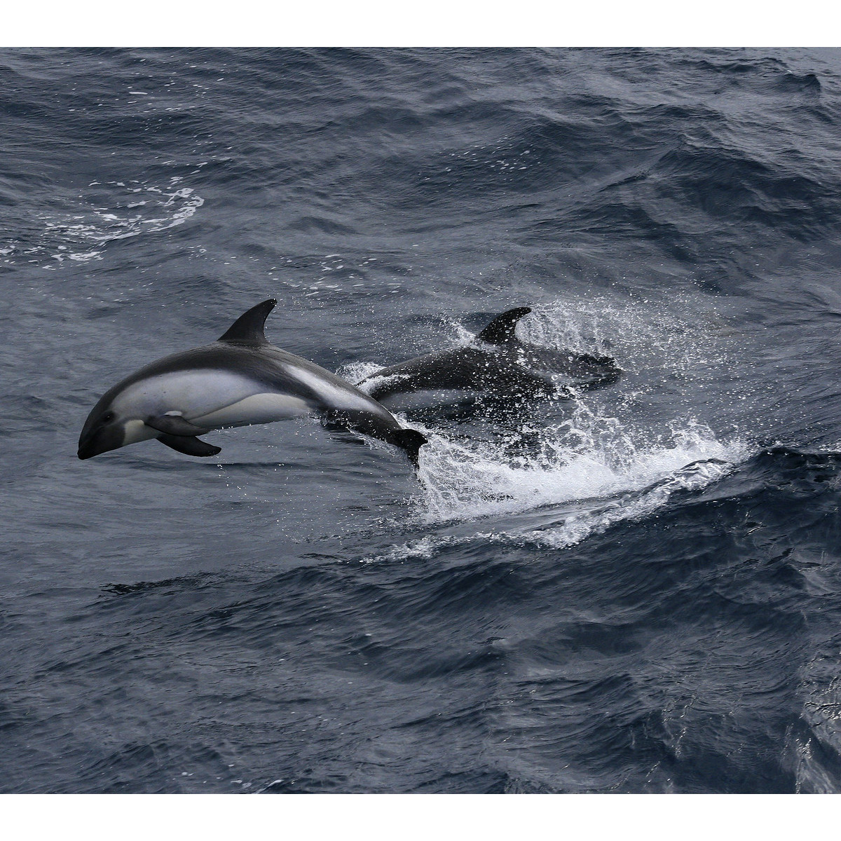 Южный белобокий дельфин (Lagenorhynchus australis) Фото №5