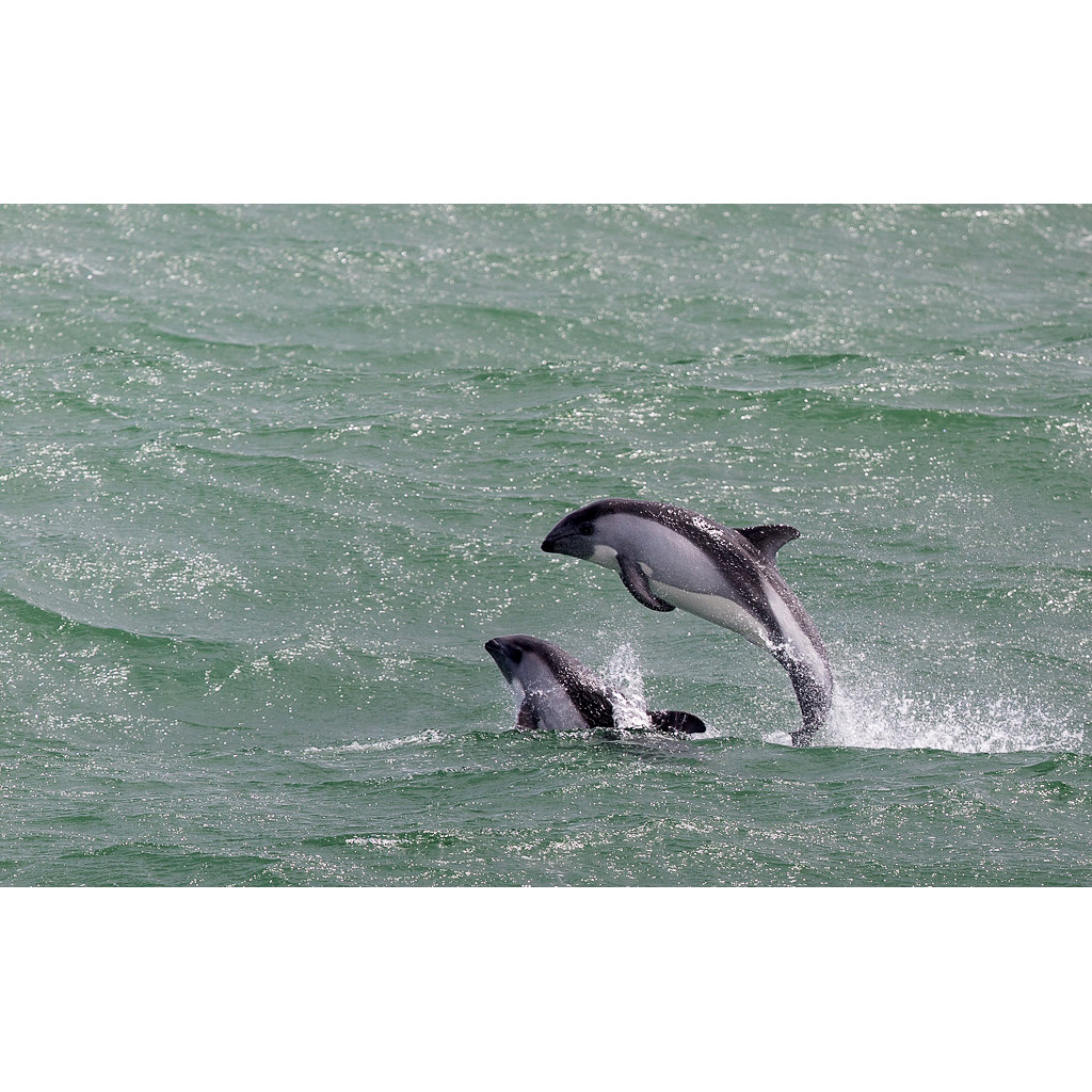 Южный белобокий дельфин (Lagenorhynchus australis) Фото №6