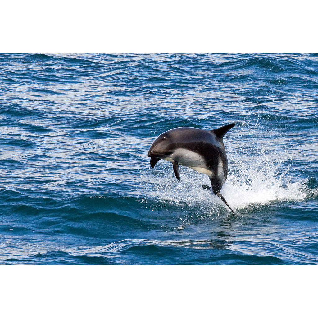 Южный белобокий дельфин (Lagenorhynchus australis) Фото №7