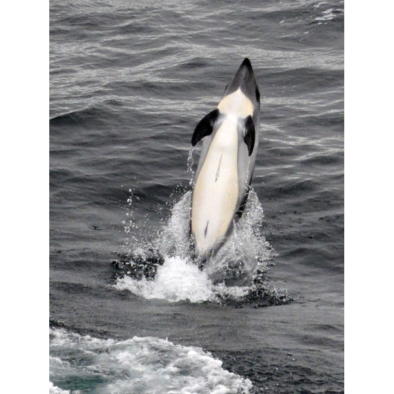 Южный белобокий дельфин (Lagenorhynchus australis) Фото №8