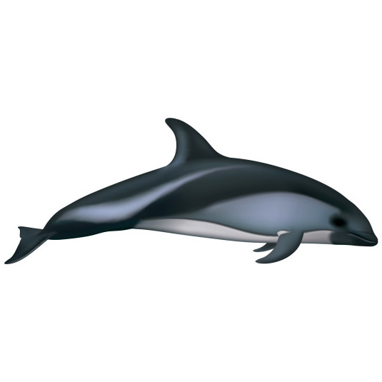 Южный белобокий дельфин (Lagenorhynchus australis) Фото №1