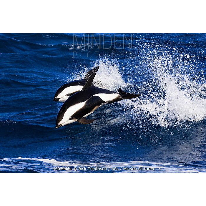 Крестовидный дельфин (Lagenorhynchus cruciger) Фото №10