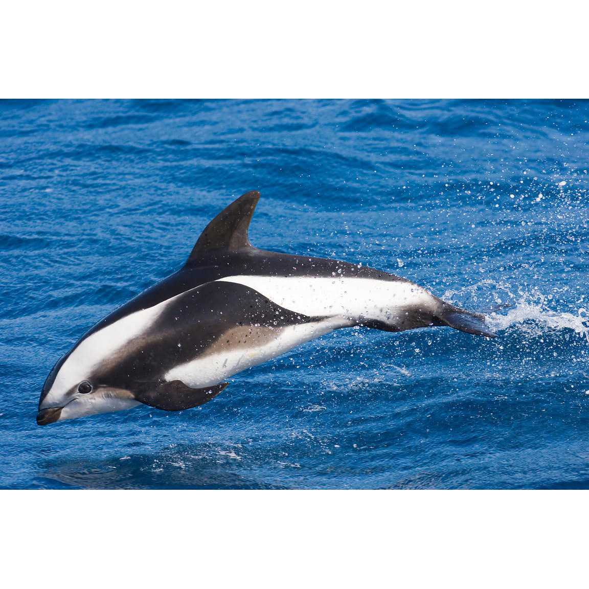 Крестовидный дельфин (Lagenorhynchus cruciger) Фото №2