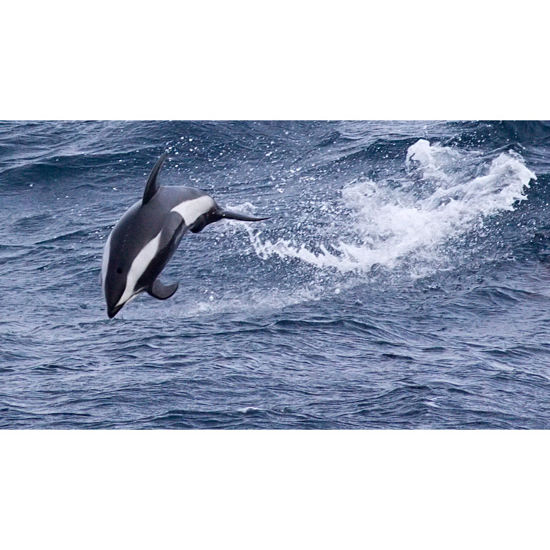 Крестовидный дельфин (Lagenorhynchus cruciger) Фото №6