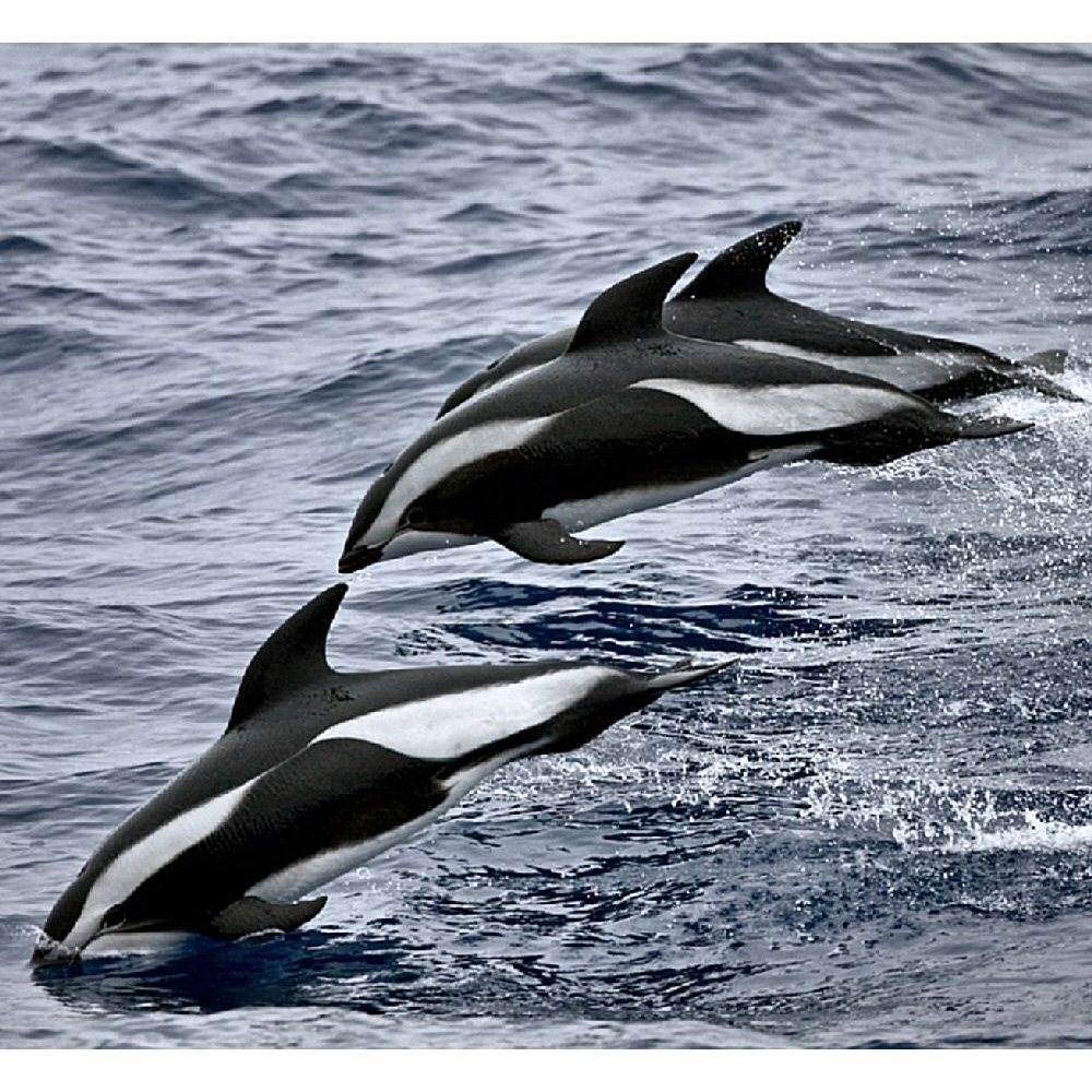 Крестовидный дельфин (Lagenorhynchus cruciger) Фото №7