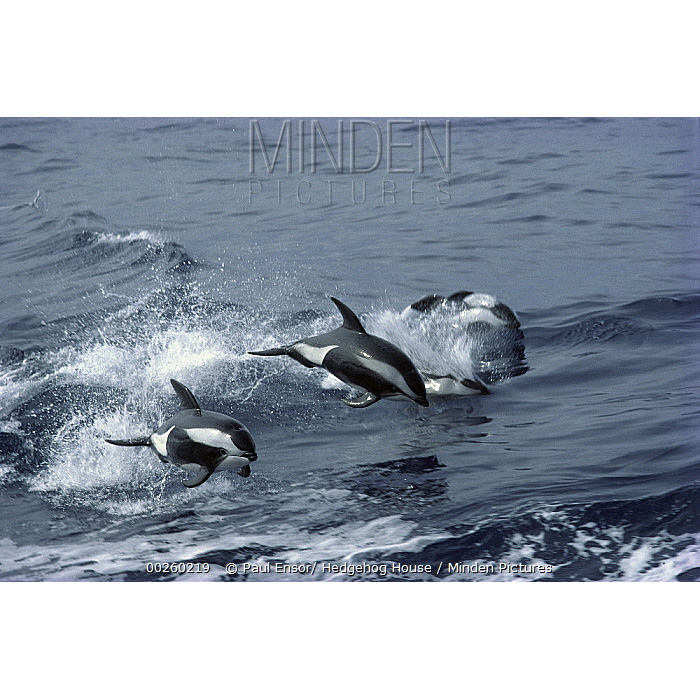Крестовидный дельфин (Lagenorhynchus cruciger) Фото №8