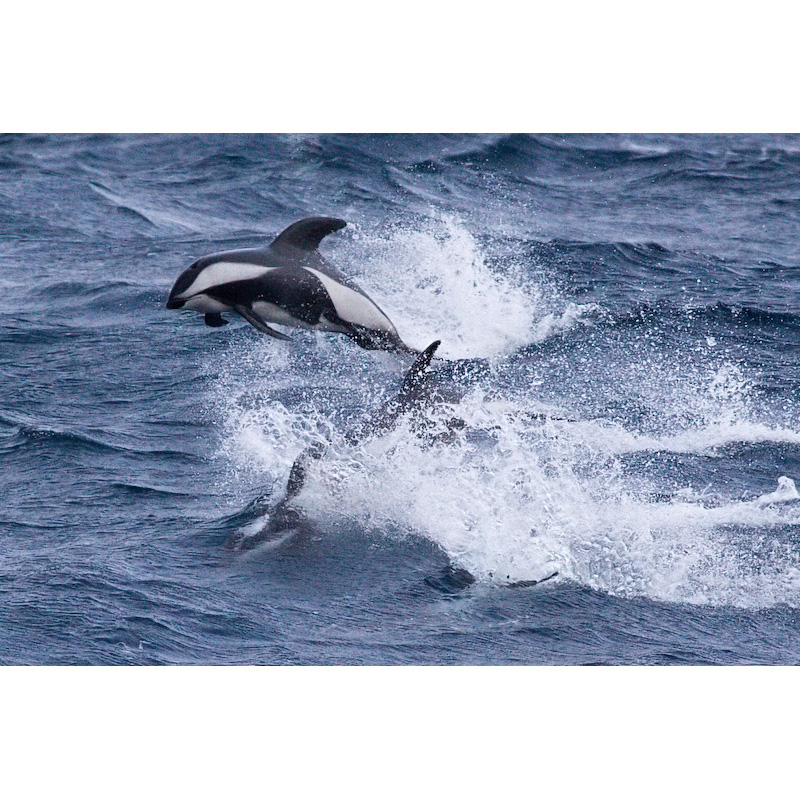 Крестовидный дельфин (Lagenorhynchus cruciger) Фото №9