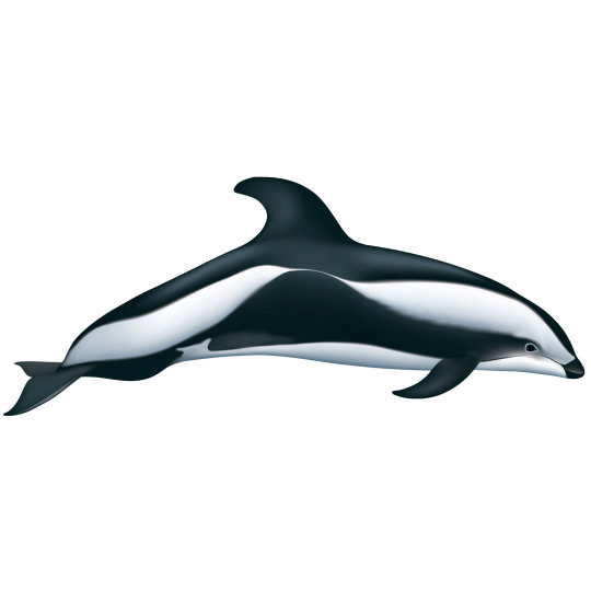 Крестовидный дельфин (Lagenorhynchus cruciger) Фото №1